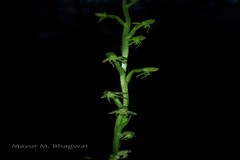 Peristylus aristatus